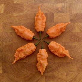 Jay's Ghost Scorpion, Pepper Seeds